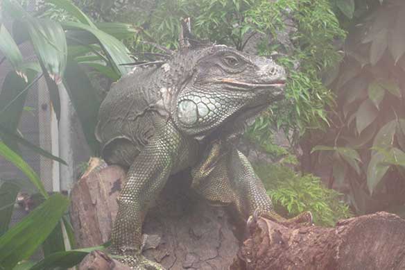 iguane