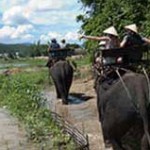 elephant vietnam