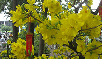 fleurs tet